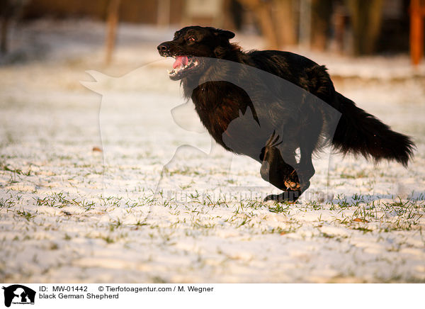 black German Shepherd / MW-01442