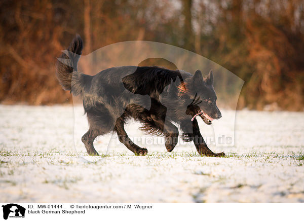 black German Shepherd / MW-01444