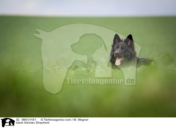 black German Shepherd / MW-01451