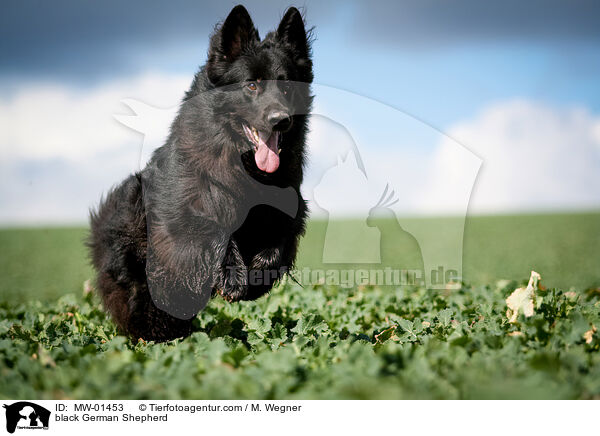 black German Shepherd / MW-01453