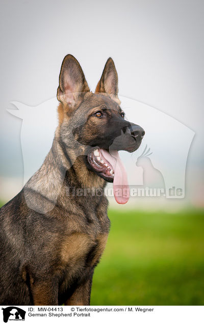 German Shepherd Portrait / MW-04413