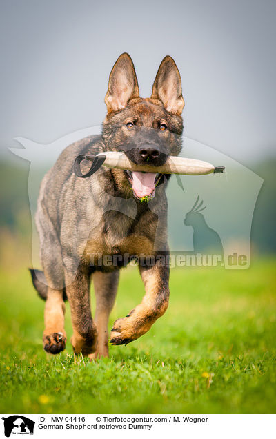 German Shepherd retrieves Dummy / MW-04416