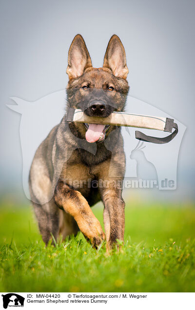 German Shepherd retrieves Dummy / MW-04420