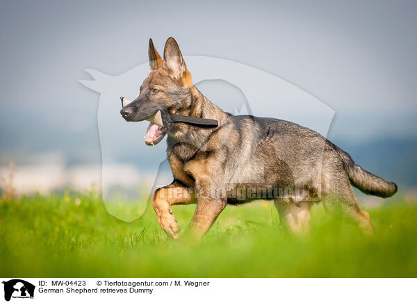 German Shepherd retrieves Dummy / MW-04423