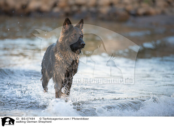 walking German Shepherd / BS-07484
