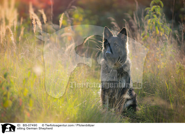 sitting German Shepherd / BS-07490