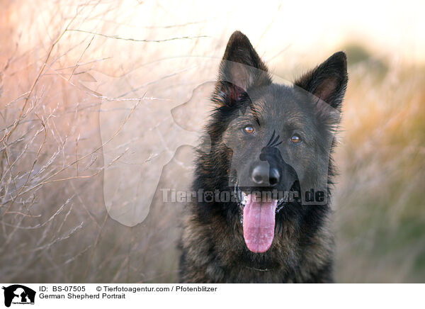 German Shepherd Portrait / BS-07505