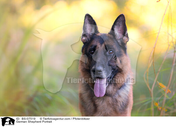 German Shepherd Portrait / BS-07519