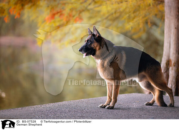 German Shepherd / BS-07528