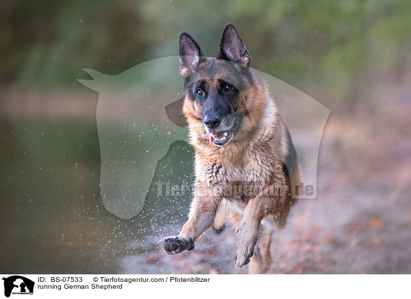 running German Shepherd / BS-07533