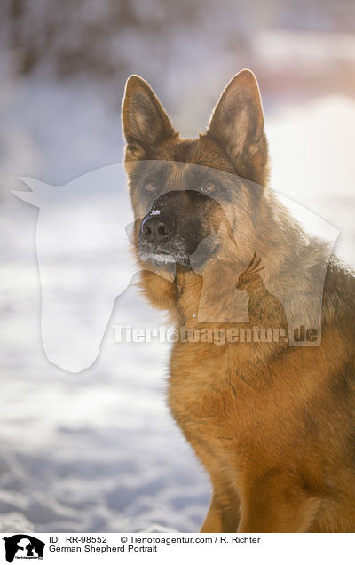 German Shepherd Portrait / RR-98552