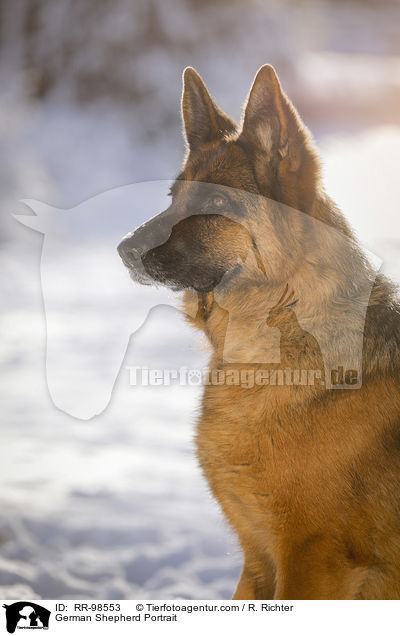 German Shepherd Portrait / RR-98553