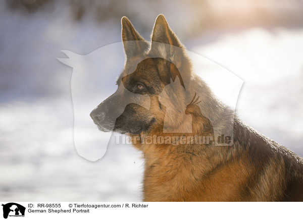 German Shepherd Portrait / RR-98555