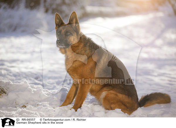 German Shepherd sits in the snow / RR-98557