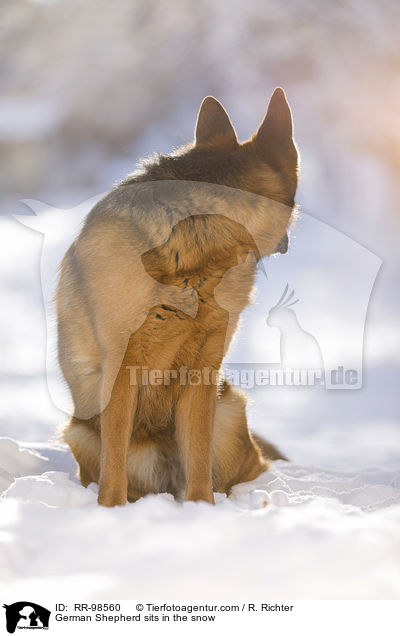 German Shepherd sits in the snow / RR-98560