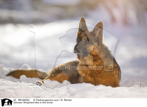 German Shepherd lies in the snow / RR-98562