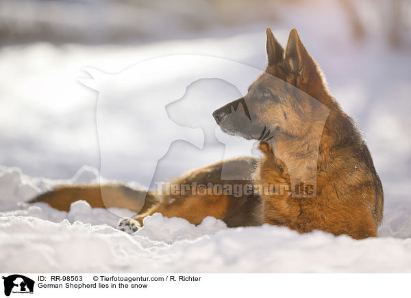 German Shepherd lies in the snow / RR-98563