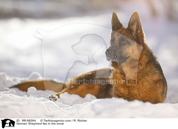 German Shepherd lies in the snow / RR-98564