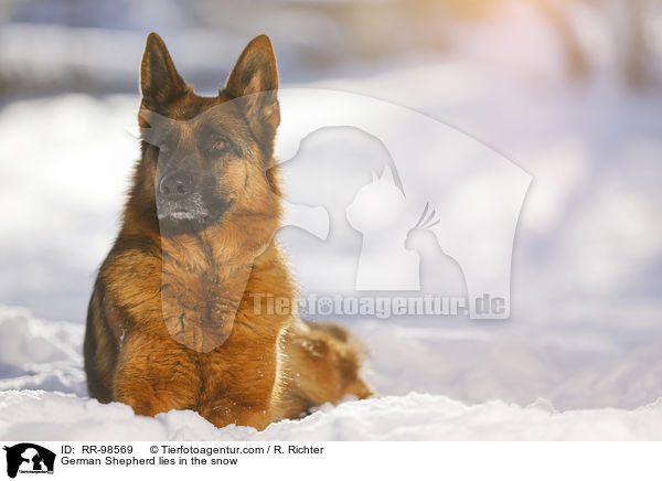 German Shepherd lies in the snow / RR-98569