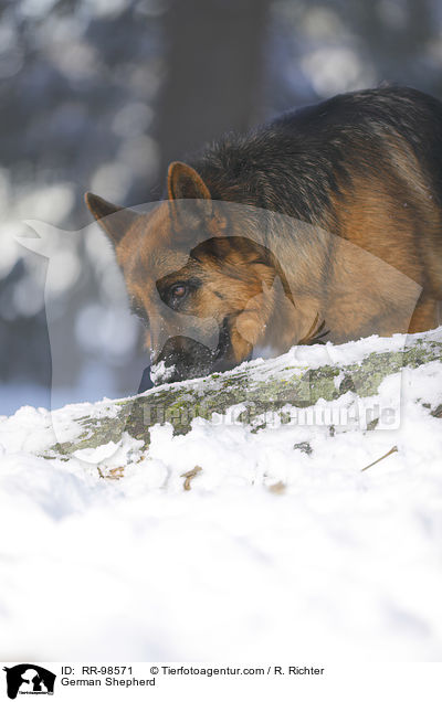 German Shepherd / RR-98571
