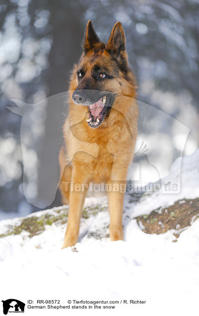 German Shepherd stands in the snow / RR-98572