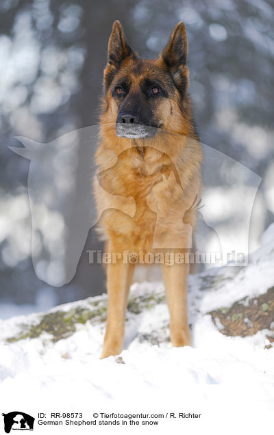 German Shepherd stands in the snow / RR-98573