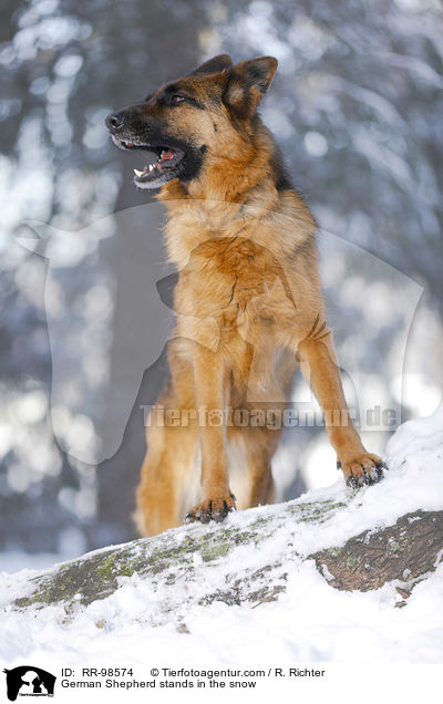German Shepherd stands in the snow / RR-98574