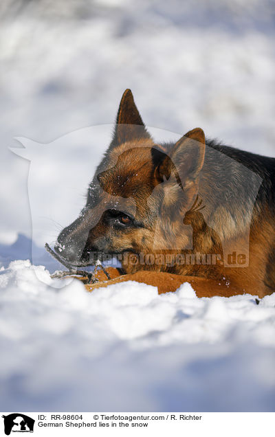 German Shepherd lies in the snow / RR-98604