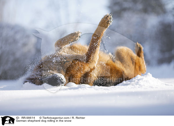 Deutscher Schferhund wlzt sich im Schnee / German shepherd dog rolling in the snow / RR-98614