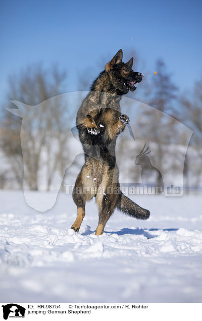 springender Deutscher Schferhund / jumping German Shepherd / RR-98754