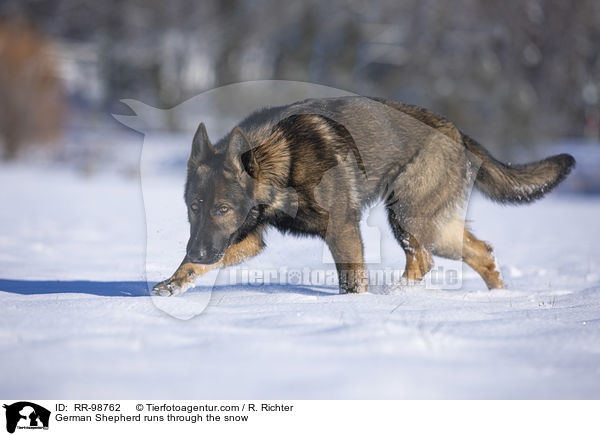 Deutscher Schferhund rennt durch den Schnee / German Shepherd runs through the snow / RR-98762