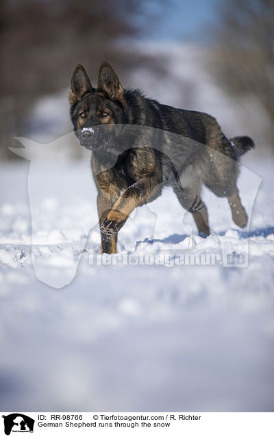 German Shepherd runs through the snow / RR-98766
