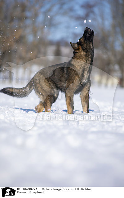 German Shepherd / RR-98771