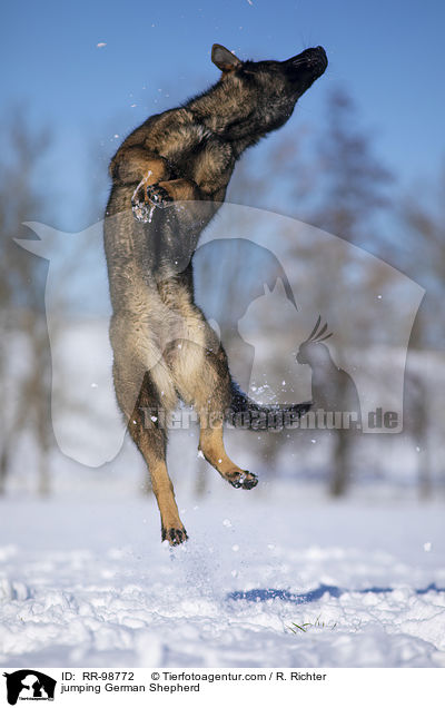 springender Deutscher Schferhund / jumping German Shepherd / RR-98772