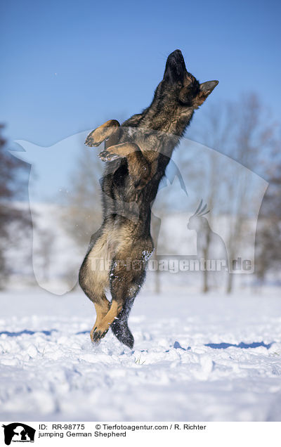 jumping German Shepherd / RR-98775