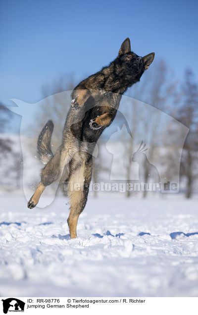 springender Deutscher Schferhund / jumping German Shepherd / RR-98776