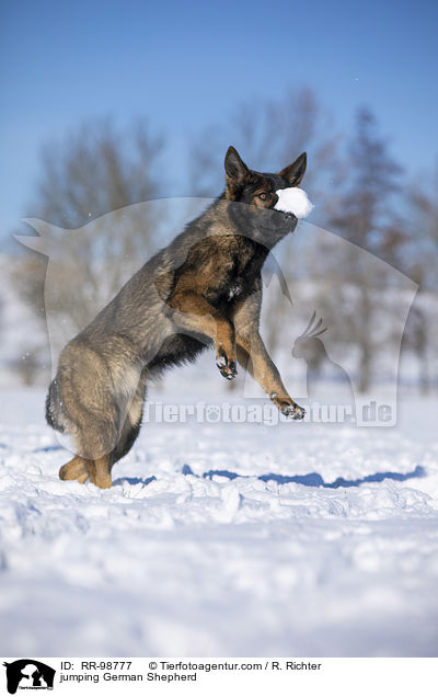 jumping German Shepherd / RR-98777