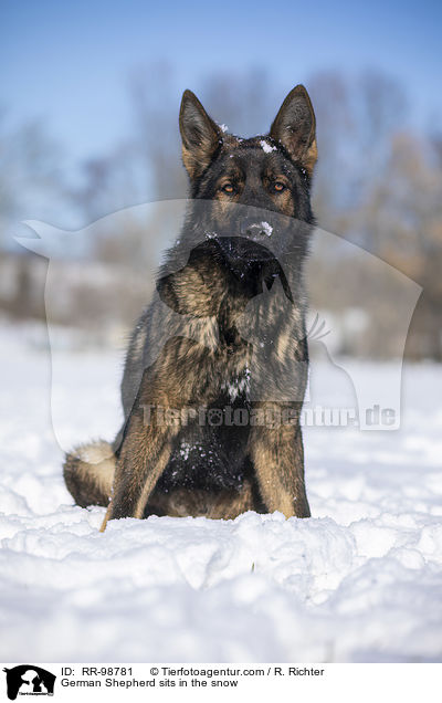 Deutscher Schferhund sitzt im Schnee / German Shepherd sits in the snow / RR-98781