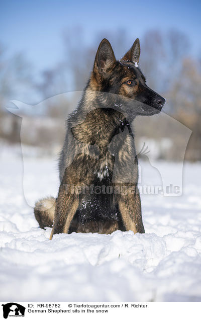 Deutscher Schferhund sitzt im Schnee / German Shepherd sits in the snow / RR-98782