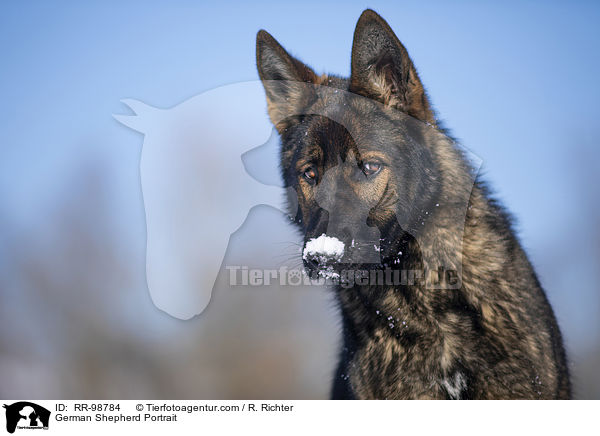 German Shepherd Portrait / RR-98784