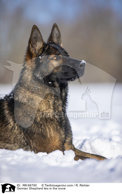 German Shepherd lies in the snow / RR-98790