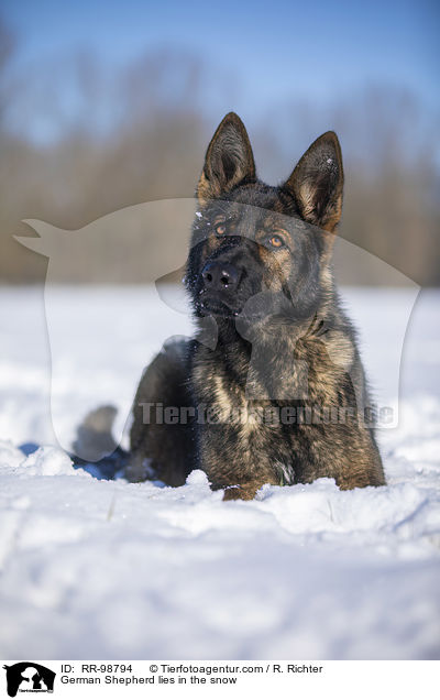 German Shepherd lies in the snow / RR-98794