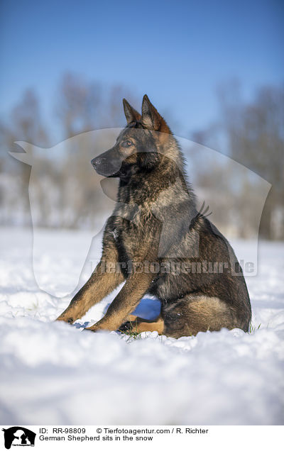 German Shepherd sits in the snow / RR-98809