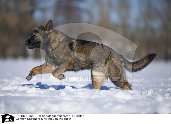 German Shepherd runs through the snow / RR-98820