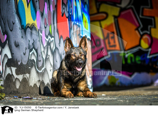 liegender Deutscher Schferhund / lying German Shepherd / YJ-15050