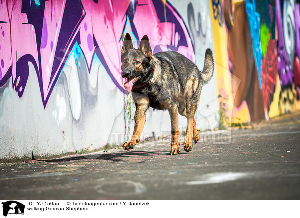laufender Deutscher Schferhund / walking German Shepherd / YJ-15055