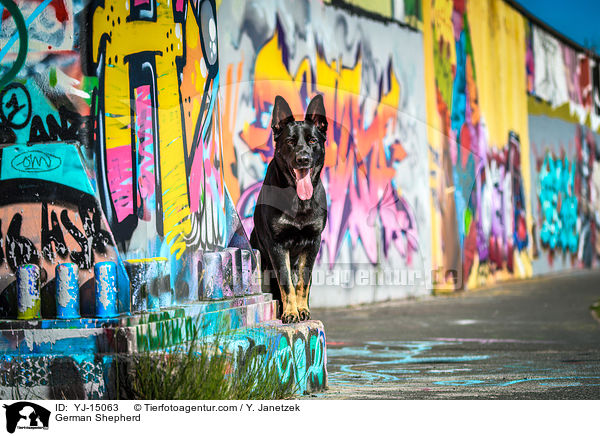 Deutscher Schferhund / German Shepherd / YJ-15063