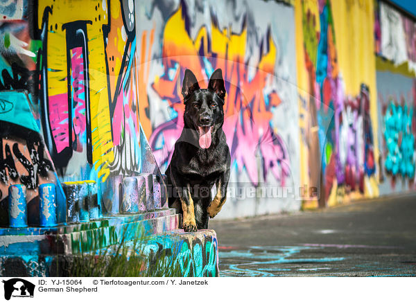 Deutscher Schferhund / German Shepherd / YJ-15064