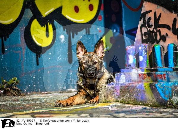 lying German Shepherd / YJ-15067