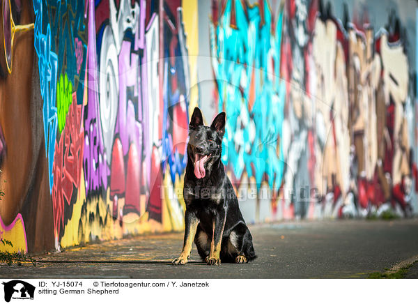 sitting German Shepherd / YJ-15074